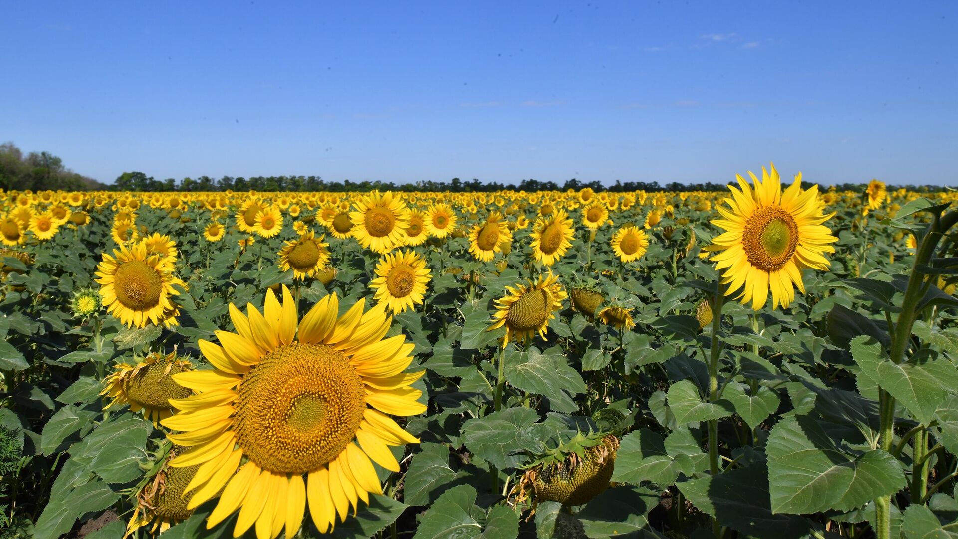Sunflowers in the Krasnodar Territory - RIA Novosti, 1920, 20.02.2023