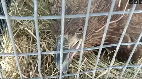 Краснокнижного орлана-белохвоста, повредившего крыло, выхаживают в Приморье