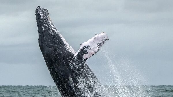 Горбатый кит выпрыгивает на поверхность Тихого океана в Национальном парке Урамба, Колумбия
