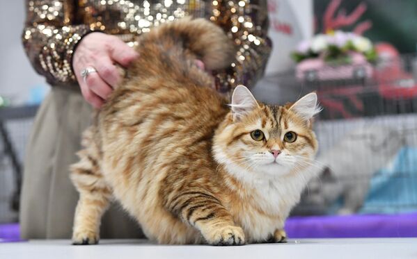 Кошка сибирской породы на юбилейной международной выставке кошек Coral Jubilee Show в Москве