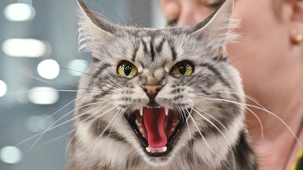 "Миллионы жертв". Ученые раскрыли мрачный секрет домашних кошек