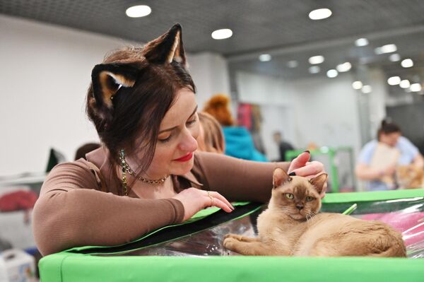 Девушка гладит кошку породы бурма на юбилейной международной выставке кошек Coral Jubilee Show в Москве