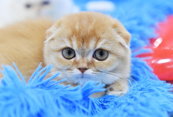 Котенок породы скоттиш-фолд на юбилейной международной выставке кошек Coral Jubilee Show в Москве