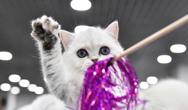 Котенок породы скоттиш-страйт на юбилейной международной выставке кошек Coral Jubilee Show в Москве
