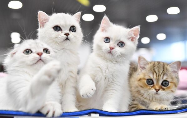 Кошки породы скоттиш-страйт и скоттиш-фолд на юбилейной международной выставке кошек Coral Jubilee Show в Москве