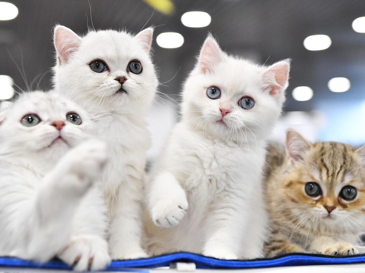 В Подмосковье рассказали, как любители фэнтези называют своих кошек - РИА  Новости, 08.08.2023
