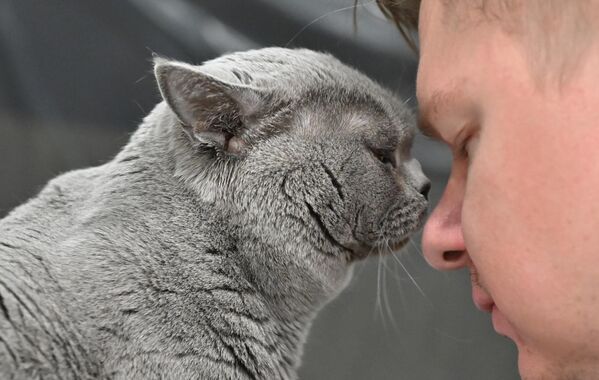 Мужчина с котом британской породы на юбилейной международной выставке кошек Coral Jubilee Show в Москве