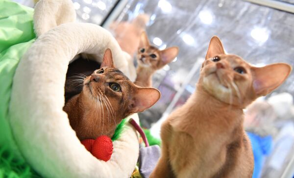 Кошки абиссинской породы на юбилейной международной выставке кошек Coral Jubilee Show в Москве