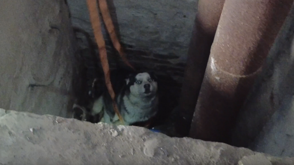 Спасение собаки из колодца в заброшенном здании