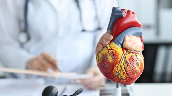 Модель сердца человека в кабинете у кардиолога 