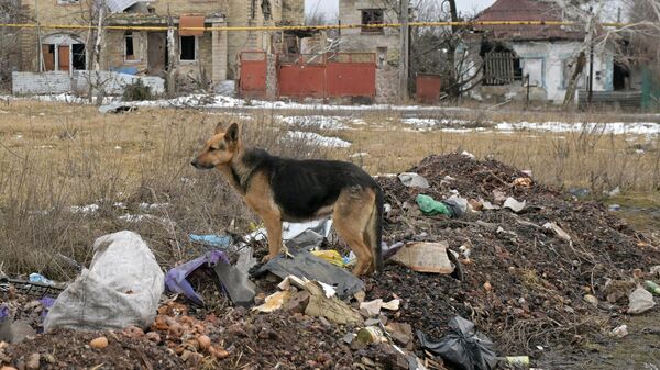 Собака у жилых домов, разрушенных в результате обстрелов в Марьинке