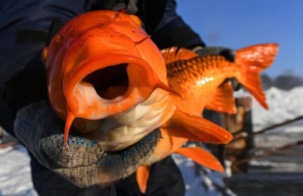 Сотрудник держит пойманного японского карпа кои на рыбной ферме ООО Назаровское рыбное хозяйство на одном из рукавов реки Чулым в окрестностях города Назарово Красноярского края