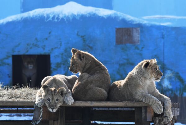 Полугодовалые львята в вольере зоопарка Садгород под Владивостоком