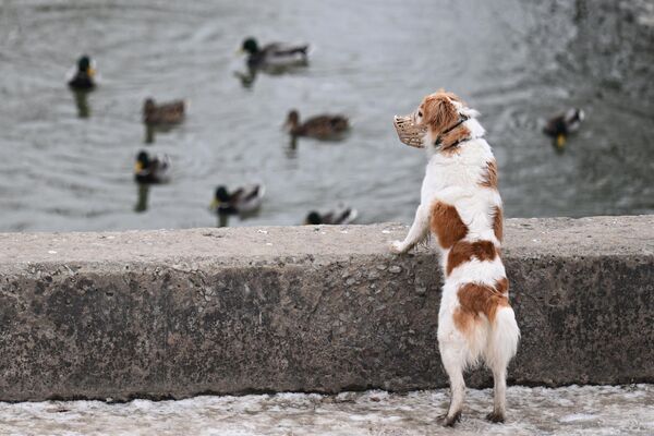 Собака на набережной реки Волги в Волгограде