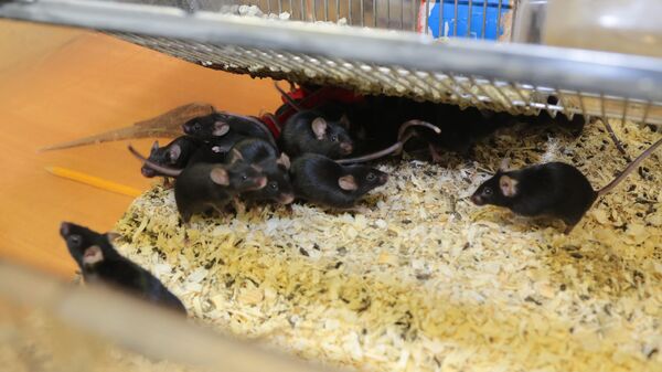Трансгенные мыши в одной из лабораторий Объединенного центра генетических исследований НИУ БелГУ 