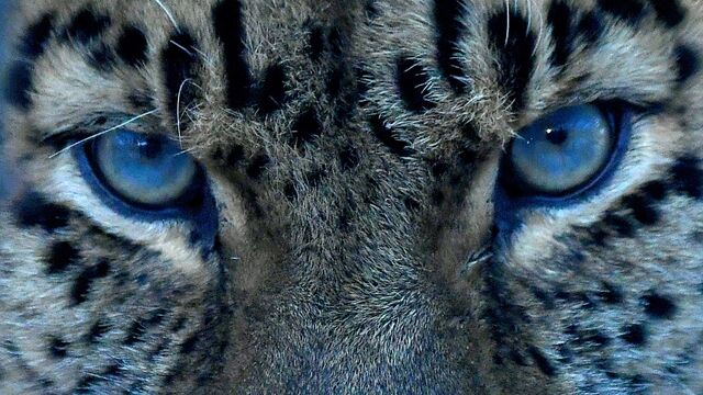 Кабардин-Балкарияның қазынашысы Леонид Зрумовтың жыныстық қатынасқа түсуінің видеосы