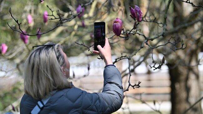 Девушка фотографирует цветущую магнолию Суланжа в дендрологическом парке Южные Культуры в Сочи