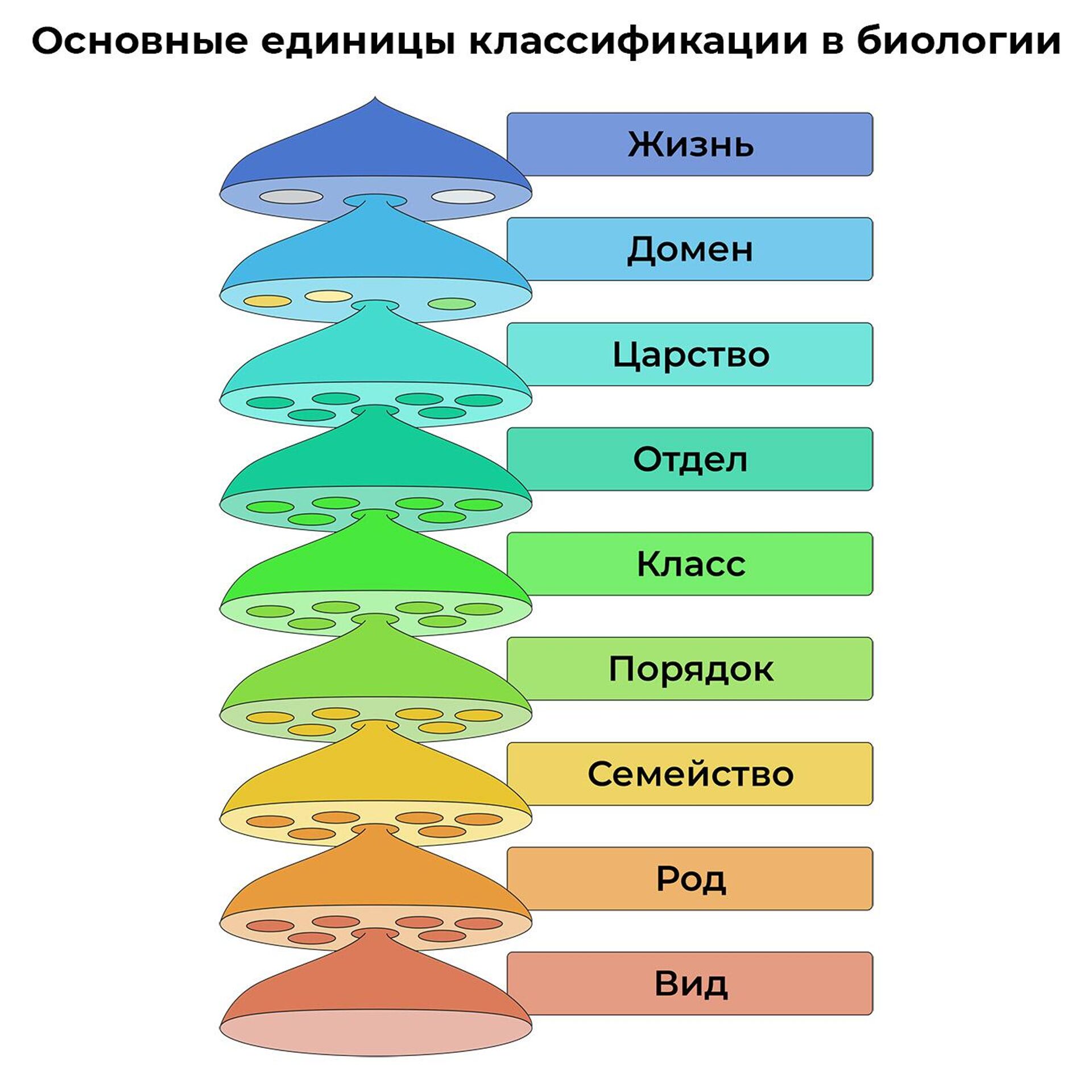 Основные единицы классификации в биологии - РИА Новости, 1920, 03.03.2023