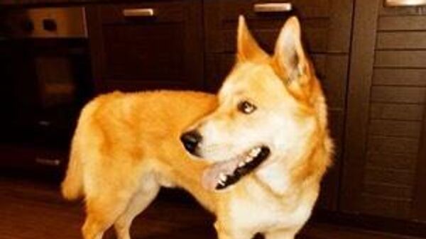 Найденный в январе в петербургском метро рыжий пес Филя
