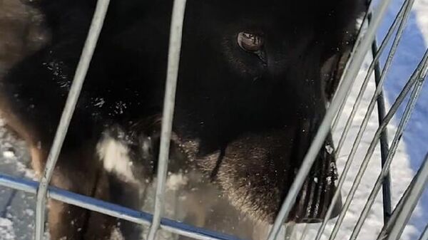 Собака, которая две недели ждала хозяина на въезде в поселок Железнодорожный в Иркутской области