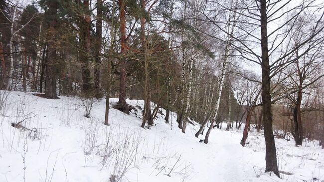 Прогулочная тропинка в Солотче