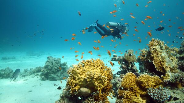 Дайвинг в коралловых рифах в Шарм-эш-Шейхе 