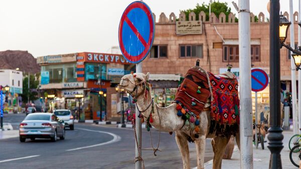 Верблюд на улице в Шарм-эш-Шейхе, Египет 