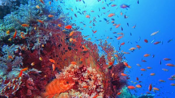Рыбки в Красном море 