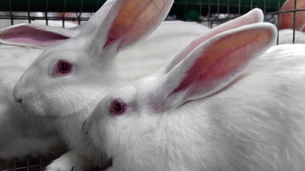 Кролики - французские гибриды Хиколь