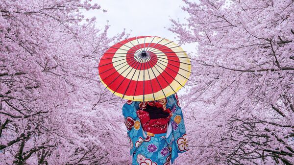 Цветение сакуры в Японии 