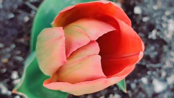 Цветение тюльпанов в Никитском ботаническом саду