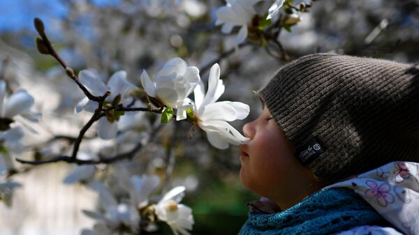 Цветение магнолии в Никитском ботаническом саду в Крыму
