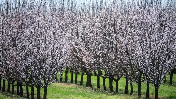 Цветение персиковых деревьев в Крыму
