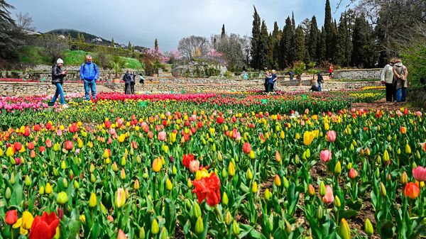 Парад тюльпанов в Никитском ботаническом саду в Крыму