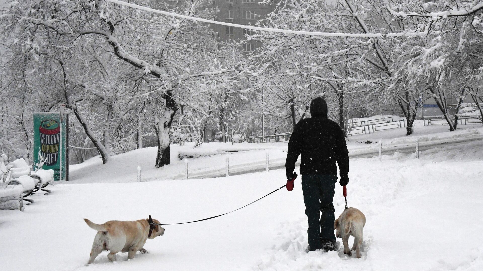 Мужчина выгуливает собак во время снегопада во Владивостоке - РИА Новости, 1920, 26.11.2023