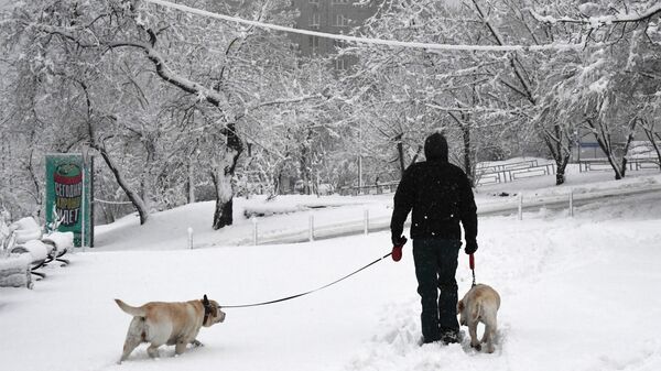 Мужчина выгуливает собак во время снегопада