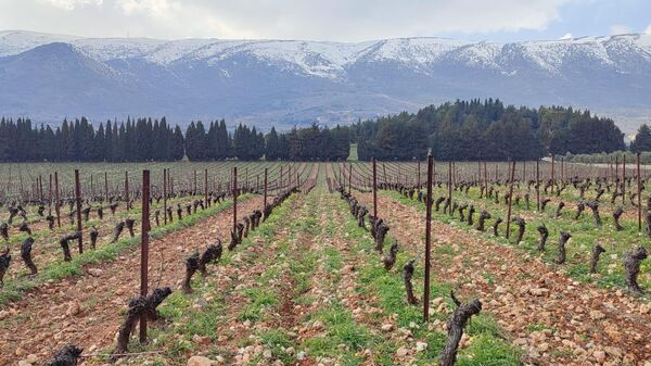 Ливан, виноградники