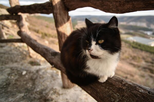 Кот на территории пещерного монастыря Челтер-Мармара, расположенного на обрыве горы Челтер-Кая в Крыму
