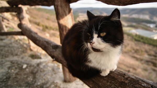 Кот на территории пещерного монастыря Челтер-Мармара, расположенного на обрыве горы Челтер-Кая в Крыму