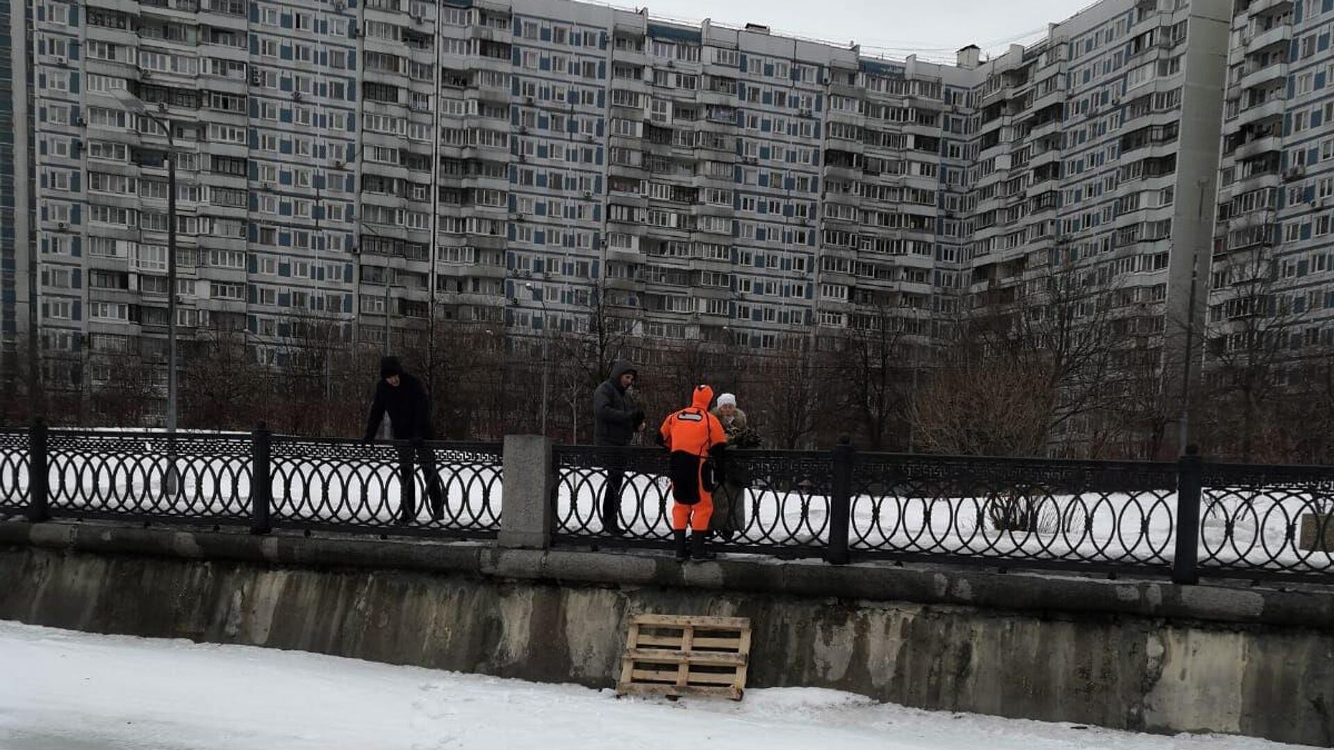 Московские спасатели спасли кота от стаи ворон на Коломенской набережной - РИА Новости, 1920, 14.03.2023