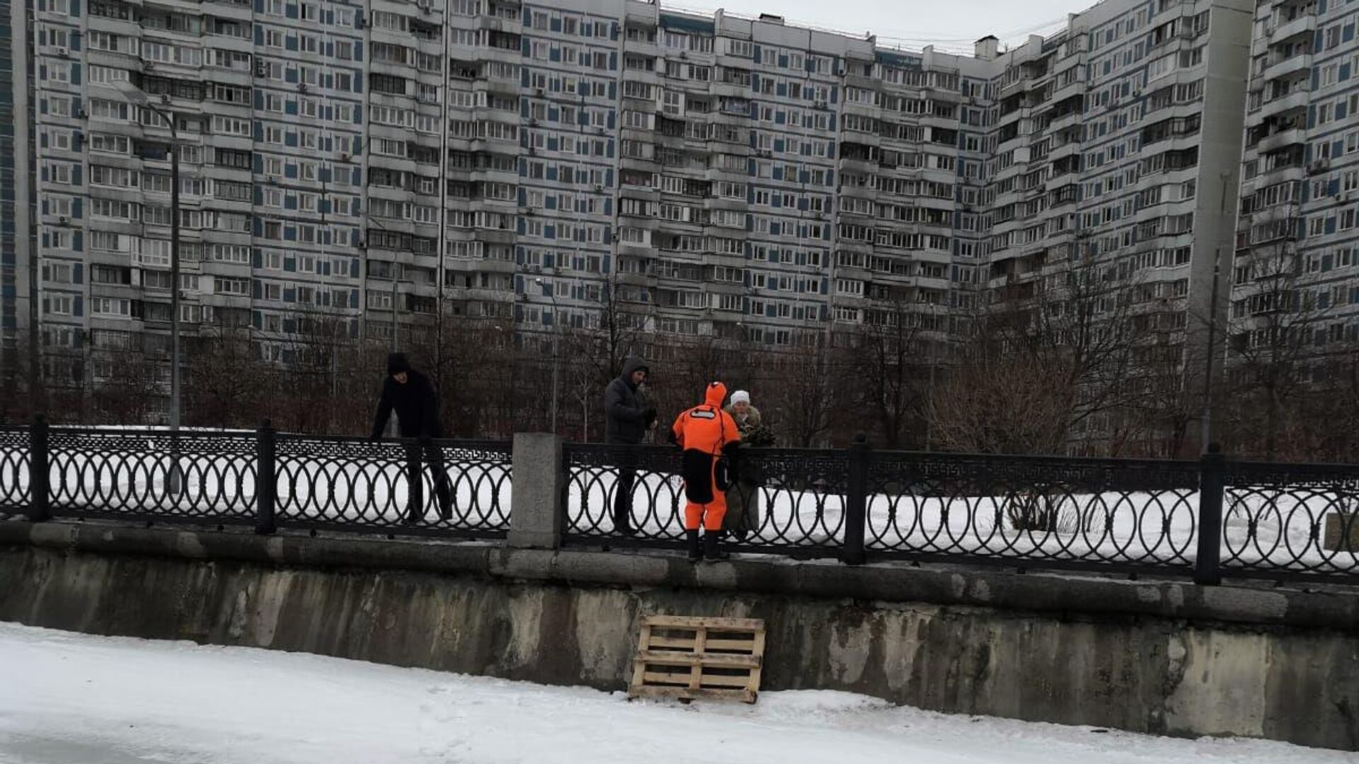 Московские спасатели спасли кота от стаи ворон на Коломенской набережной - РИА Новости, 1920, 14.03.2023