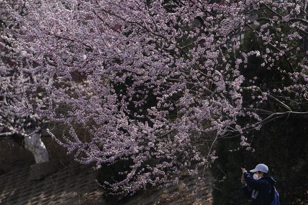 Женщина фотографирует цветущую сакуру в Пекине