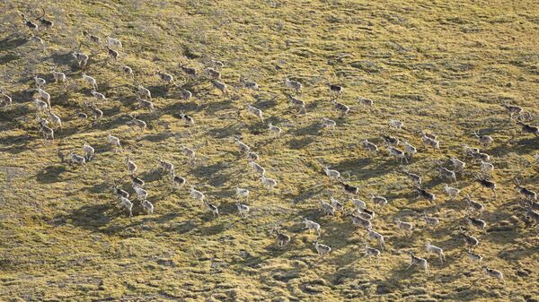 Съемка крупных стад оленей при авиаучетах на Таймыре