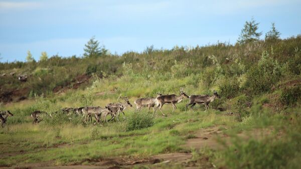 Стадо диких северных оленей на берегу реки Хатанга