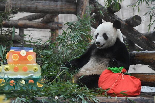 Большая панда в вольере Московского зоопарка