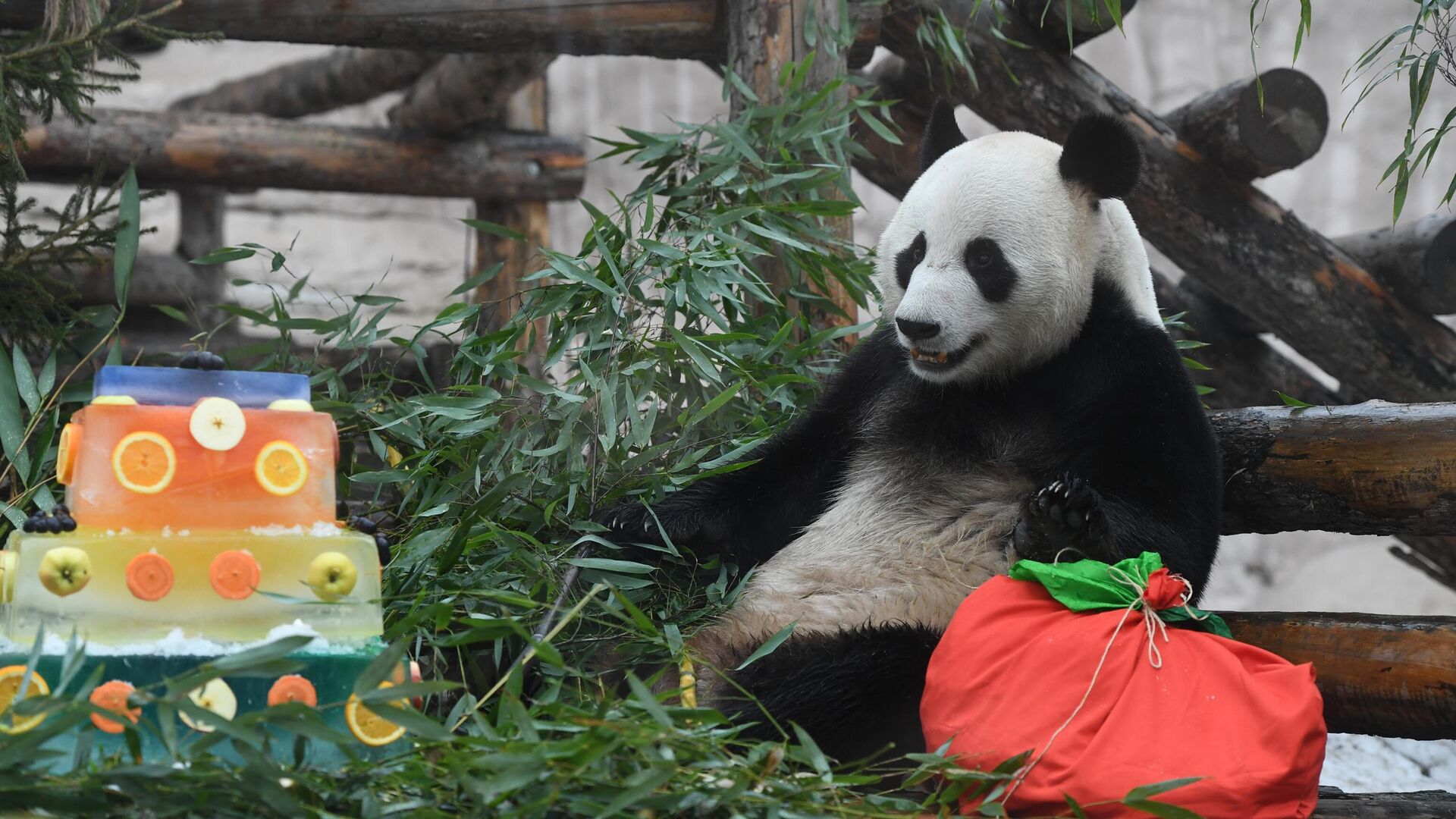 В Московском зоопарке пандам подарили лакомства в честь их праздника - РИА  Новости, 16.03.2023