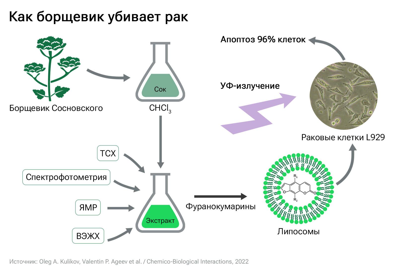 Как борщевик убивает рак