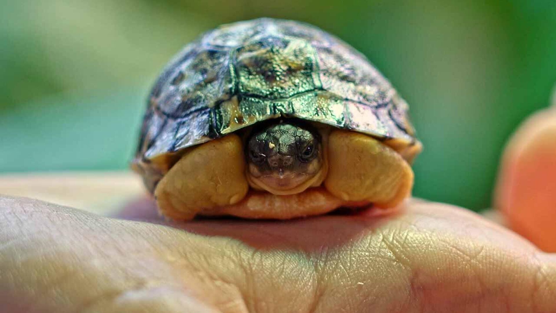 В Московском зоопарке впервые появилась на свет лучистая черепаха - РИА Новости, 1920, 19.03.2023