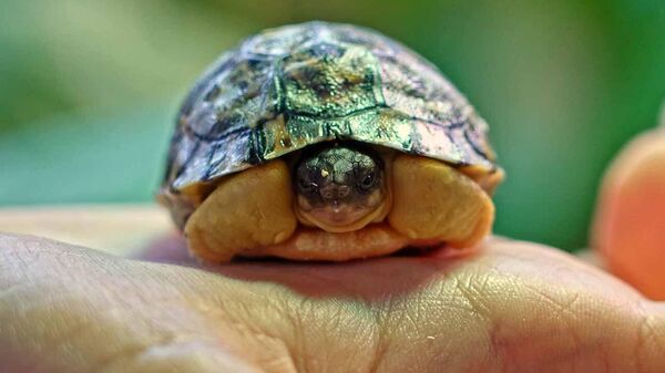В Московском зоопарке впервые появилась на свет лучистая черепаха