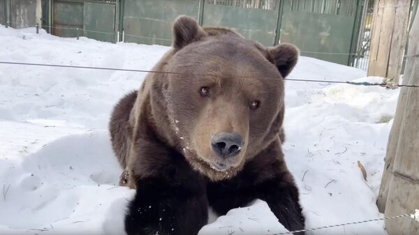 В Зоосаде в вотчине Деда Мороза проснулись медведи. Кадр из видео